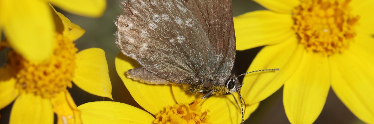 A closeup of a brown butterfly on a yellow flower.