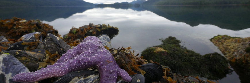 Une baie entourée de montagnes avec une étoile de mer violette et du varech au premier plan.